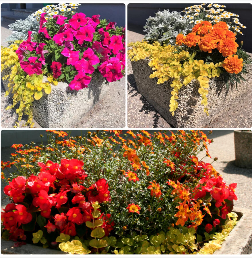 Suvelillede-kompositsiooni koolitus Tartu Rahavülikoolis