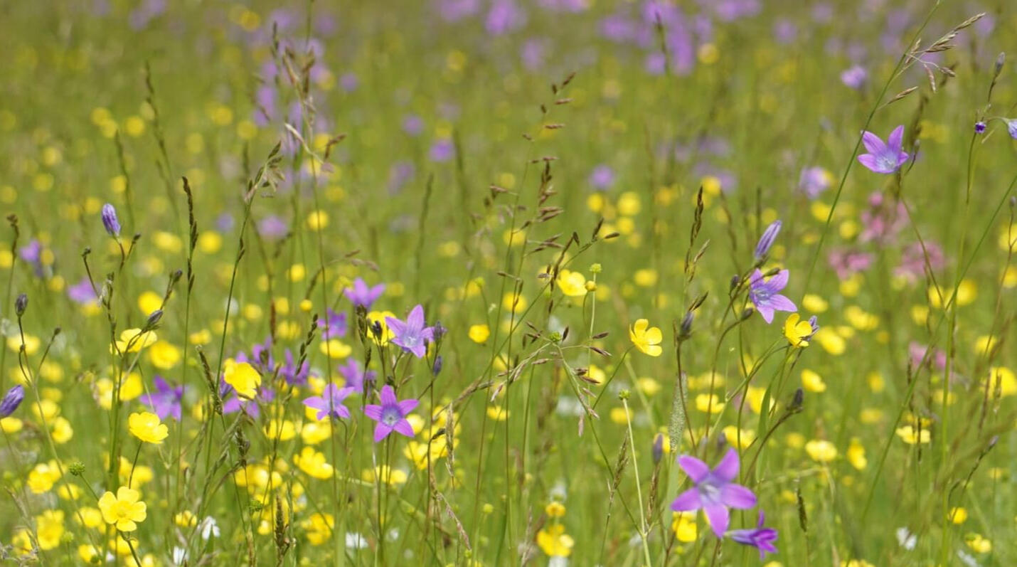 Looduslik lilleniit Tartumaal