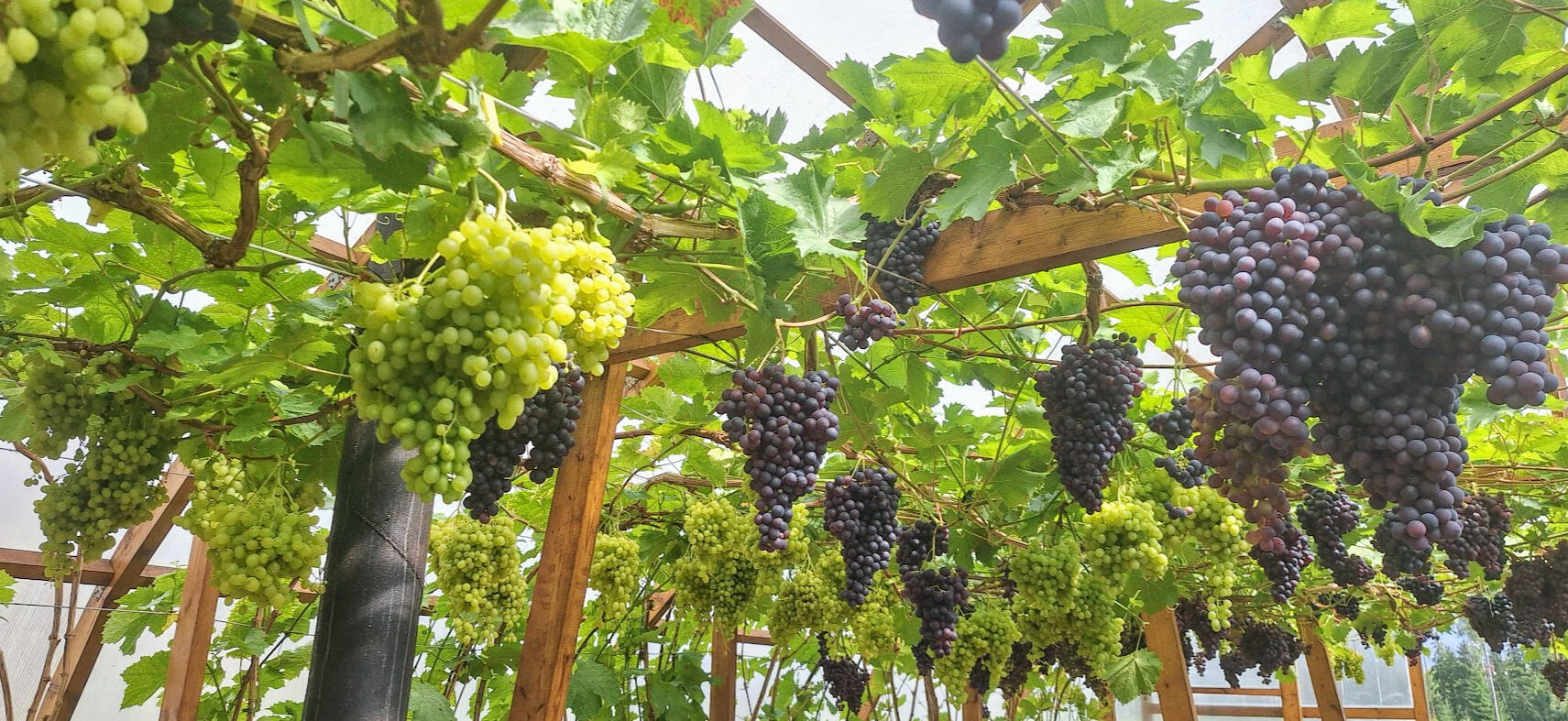 Kliendi iga-aastane viinapuude hooldus Põlvamaal