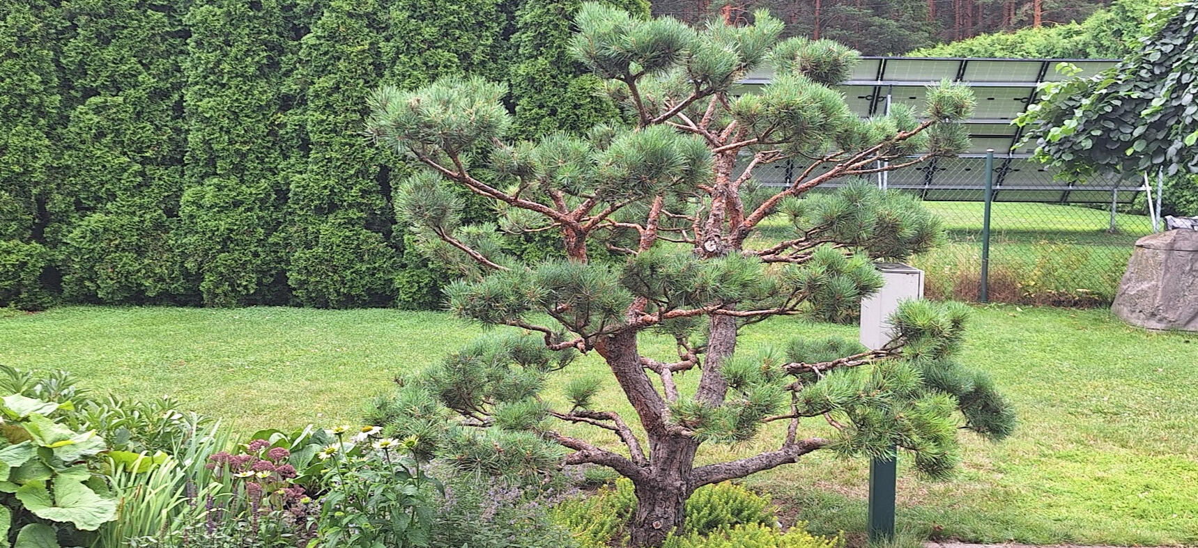 Bonsai kujundamise esimene etapp